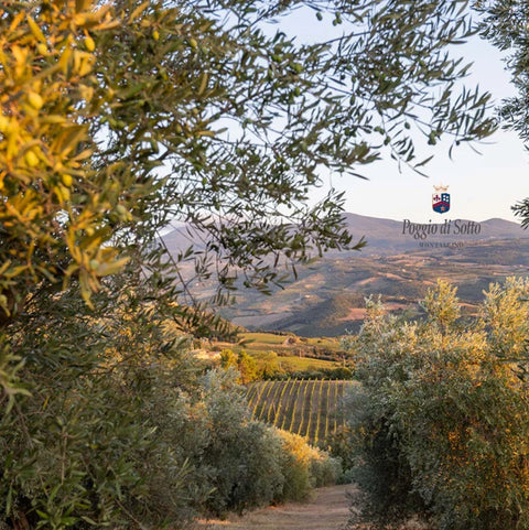 포지오 디 소토 올리브유 2024 - 올리브오일