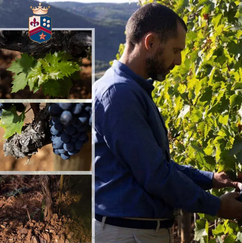 포지오 디 소토 올리브유 2024 - 올리브오일